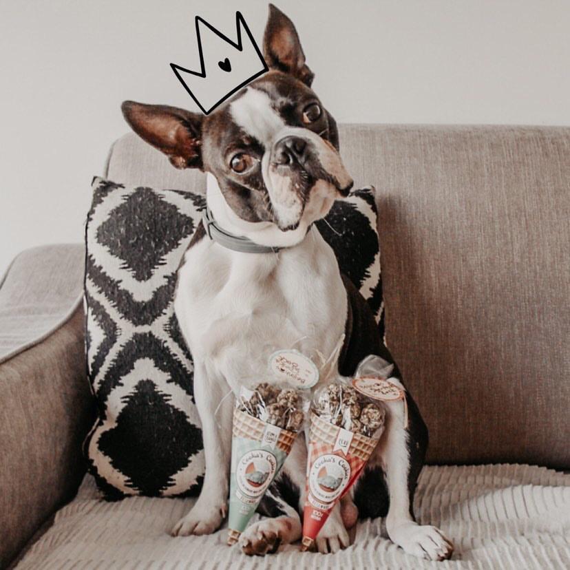 Frenchy Bulldog auf Sofa sitzend mit 2 Tüten Leckerlis zwischen den Vorderpfoten. Auf den Kopf ist eine Krone gezeichnet