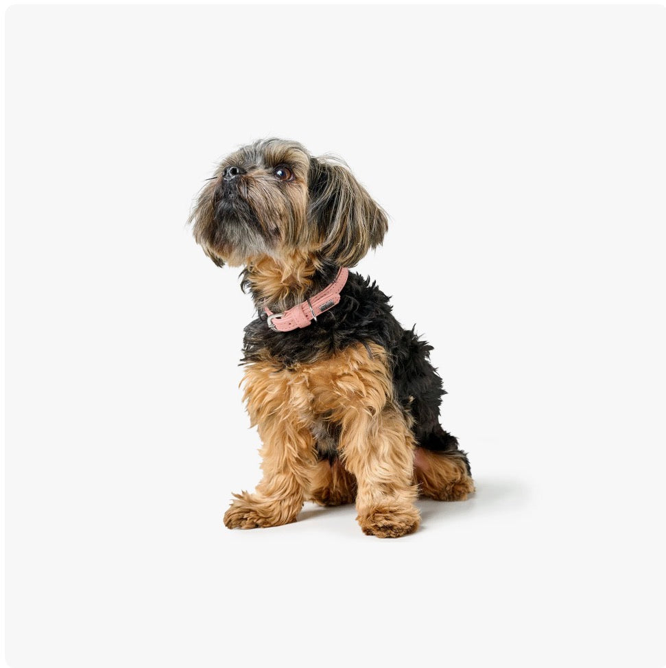 Hunter Halsband Soho Mini