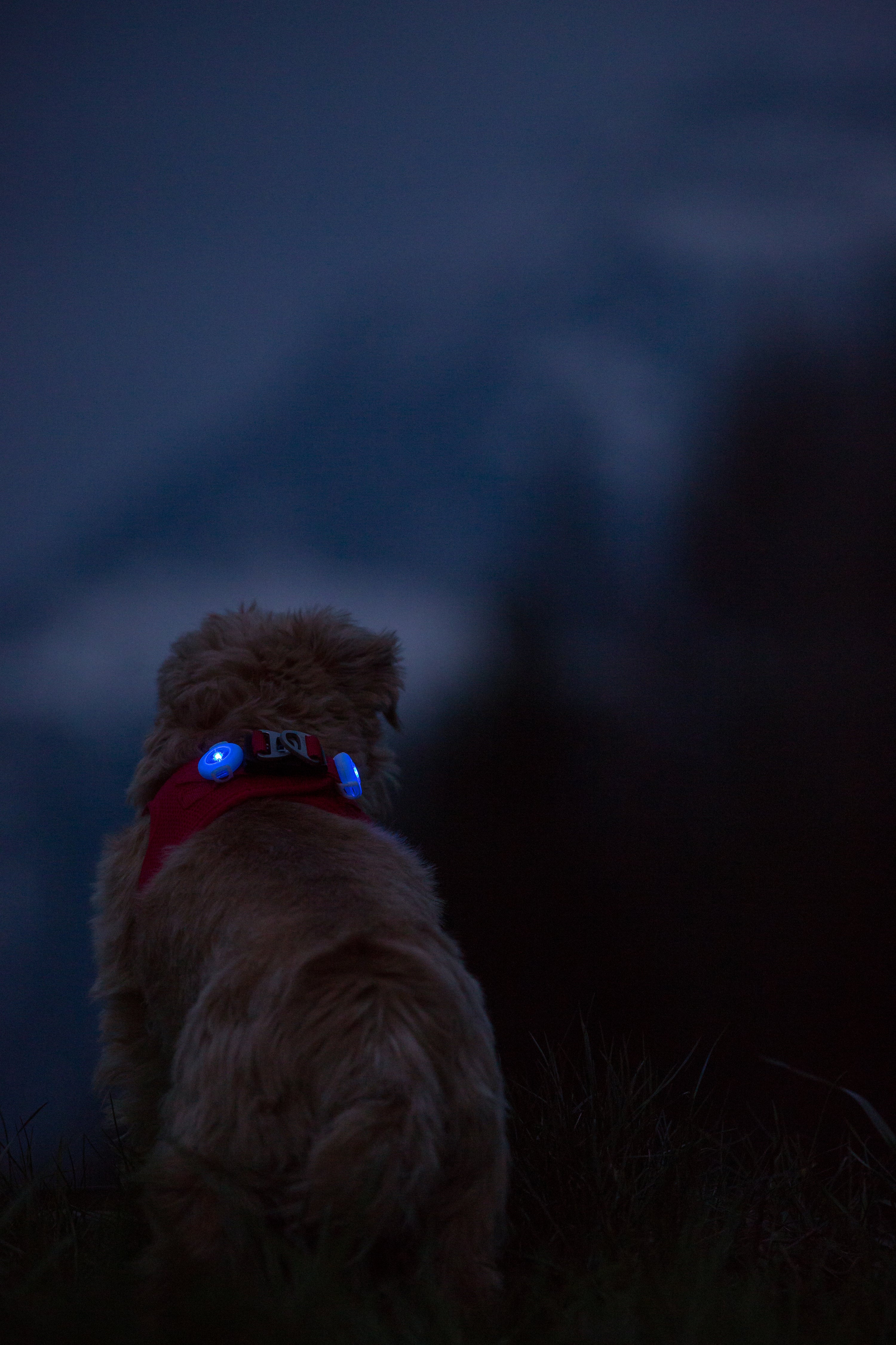 Hund im Dunkeln mit rotem Geschirr und blauer Sicherheitsleuchte