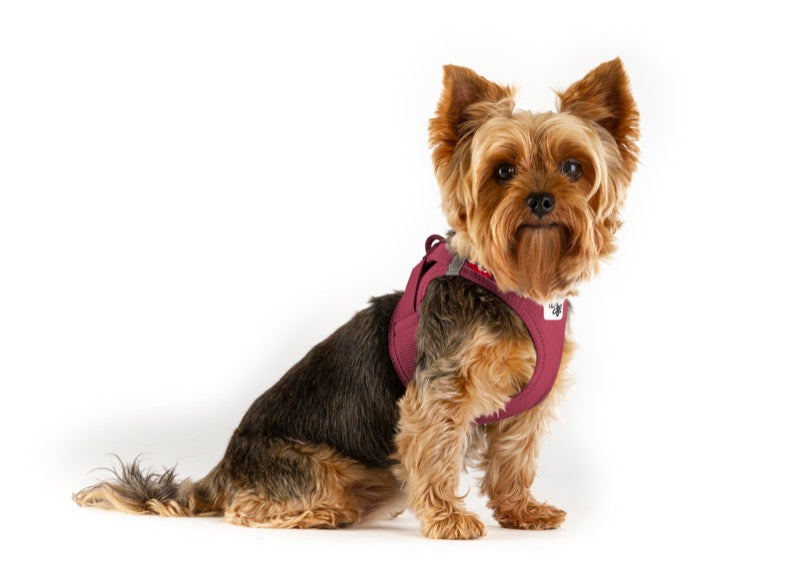 schwarz Brauer Yorkshire Terrier mit Geschirr
