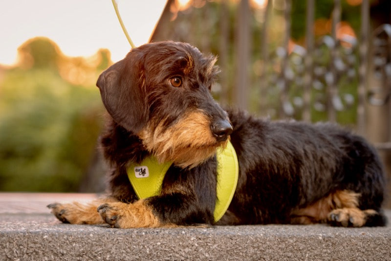 Rauhaardackel liegend mit hellgrünem Geschirr