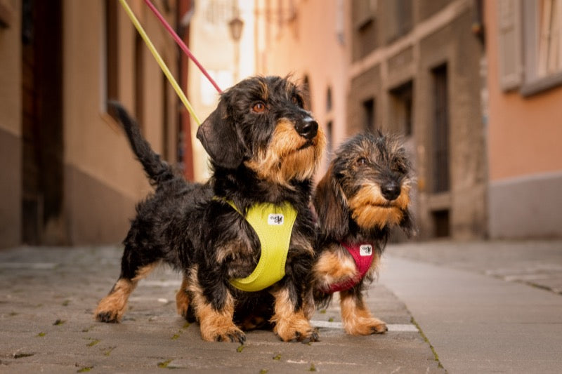 zwei Rauhaardackel mit hellgrünem bzw rotem Geschirr