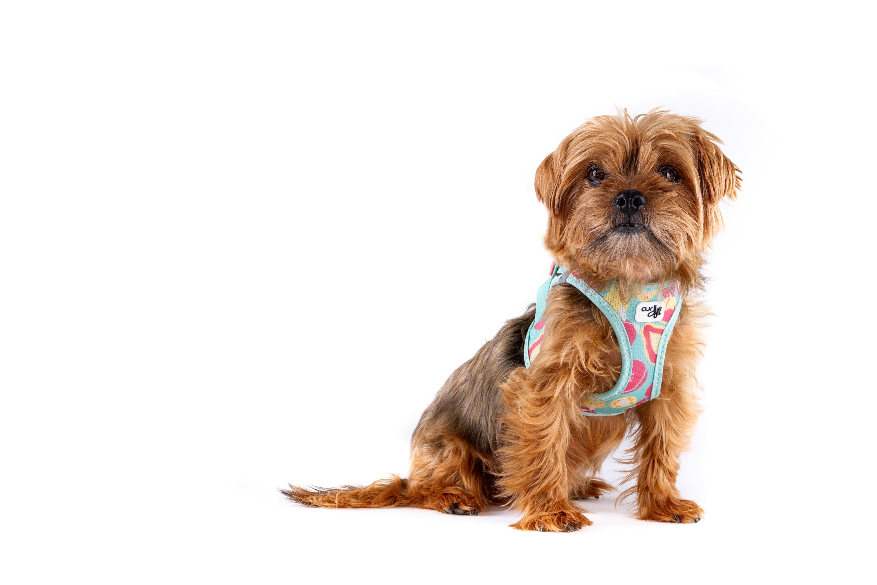 Ein Yorkshire Terrier mit einem Geschirr in Türkis Früchte Muster der Marke Curli 