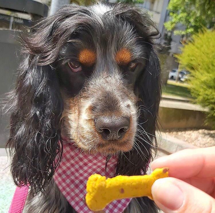 Schwarzer Hund mit grauer Schnauze schnuppert an Hundekeks