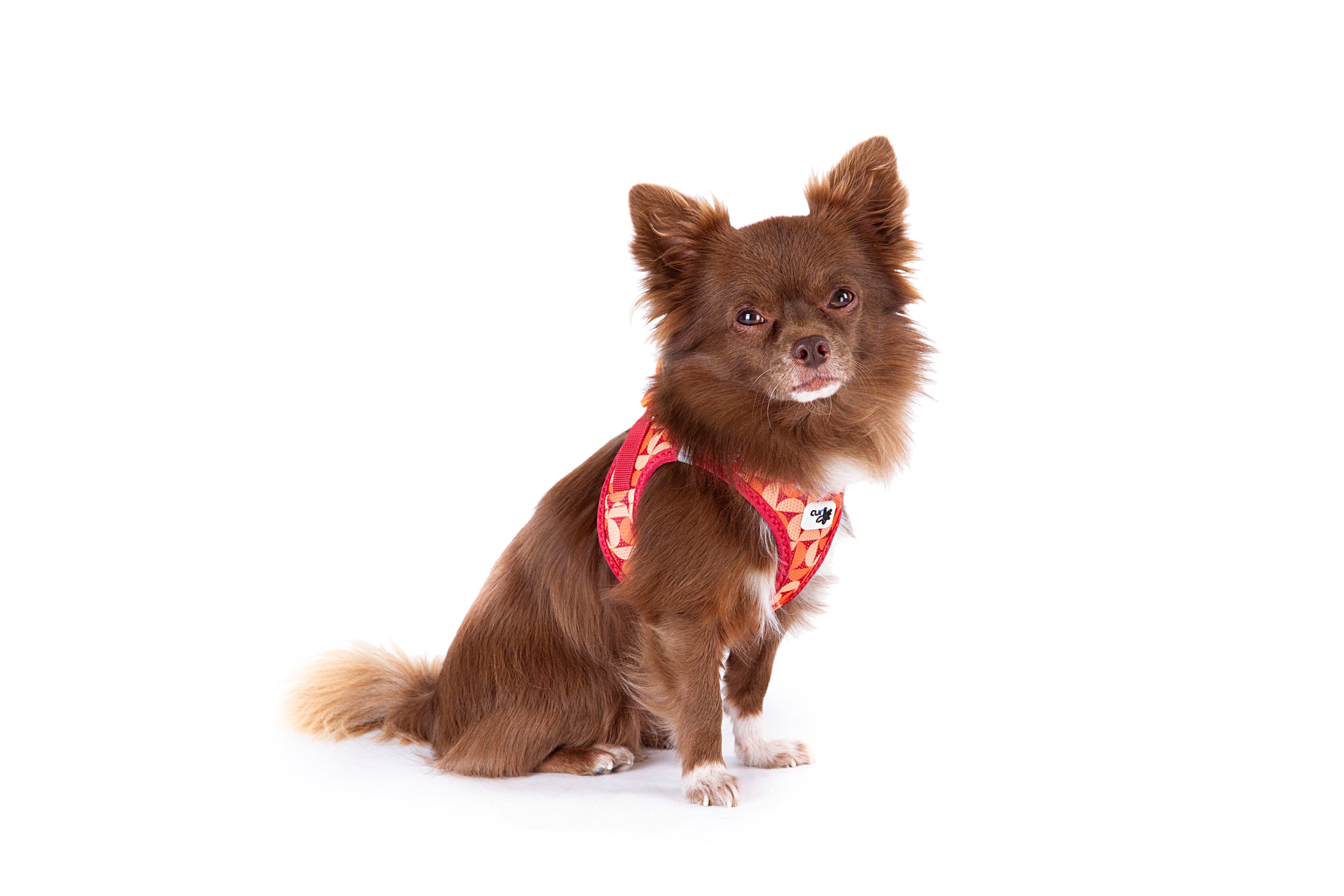Ein Chihuahua mit einem rot/orangen Geschirr der Marke Curli