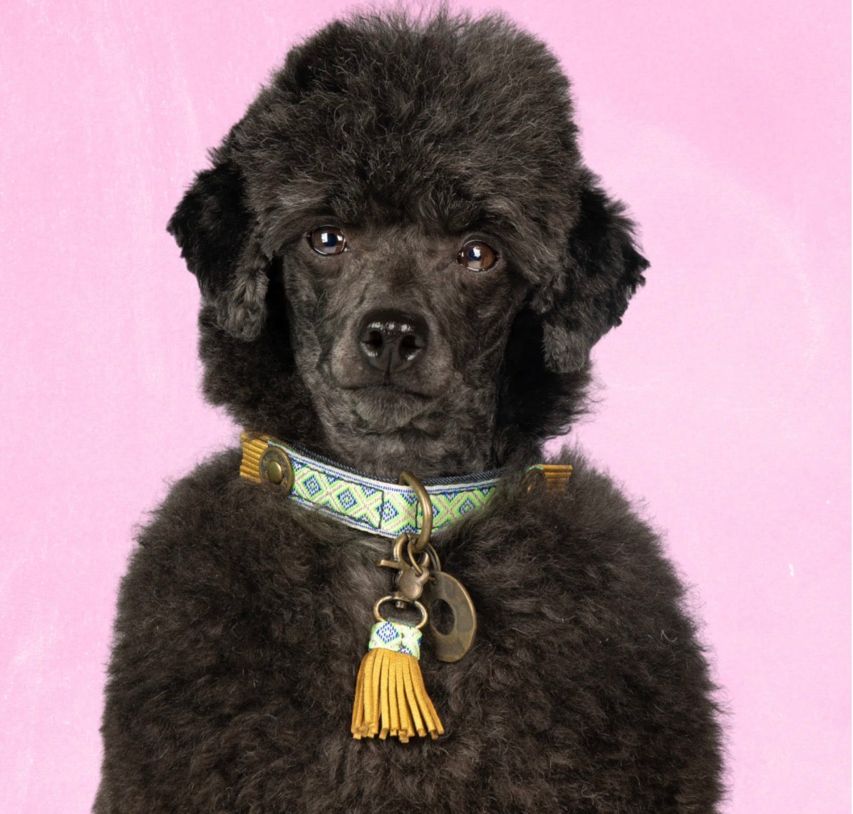 Schwarzer Pudel mir Blaugelbes kariertes Halsband 