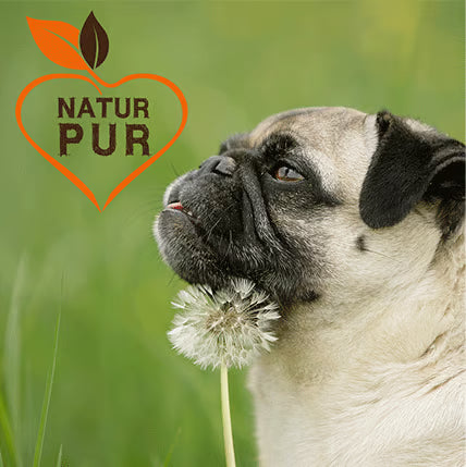 Mops auf grüner Wiese mit Pusteblume