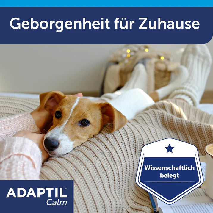 Hund liegt auf den Beinen eines Menschen
