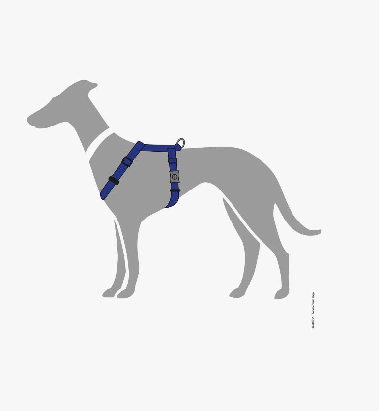 Ein Bild von einem Geschirr am Hund 