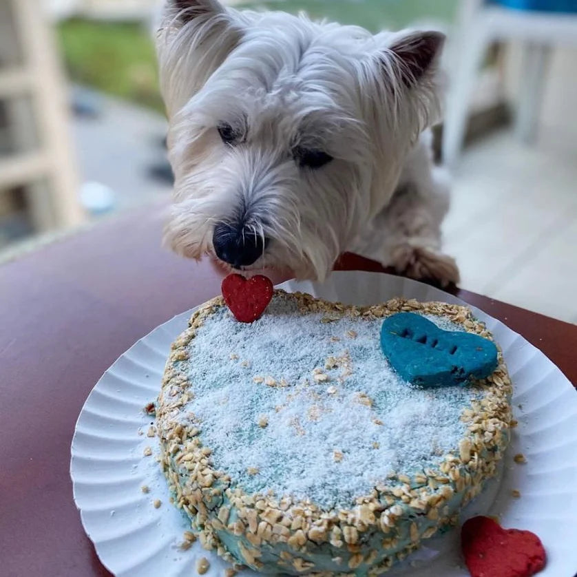 kleiner weißer Hund leckt am Geburtstagskuchen für ihn