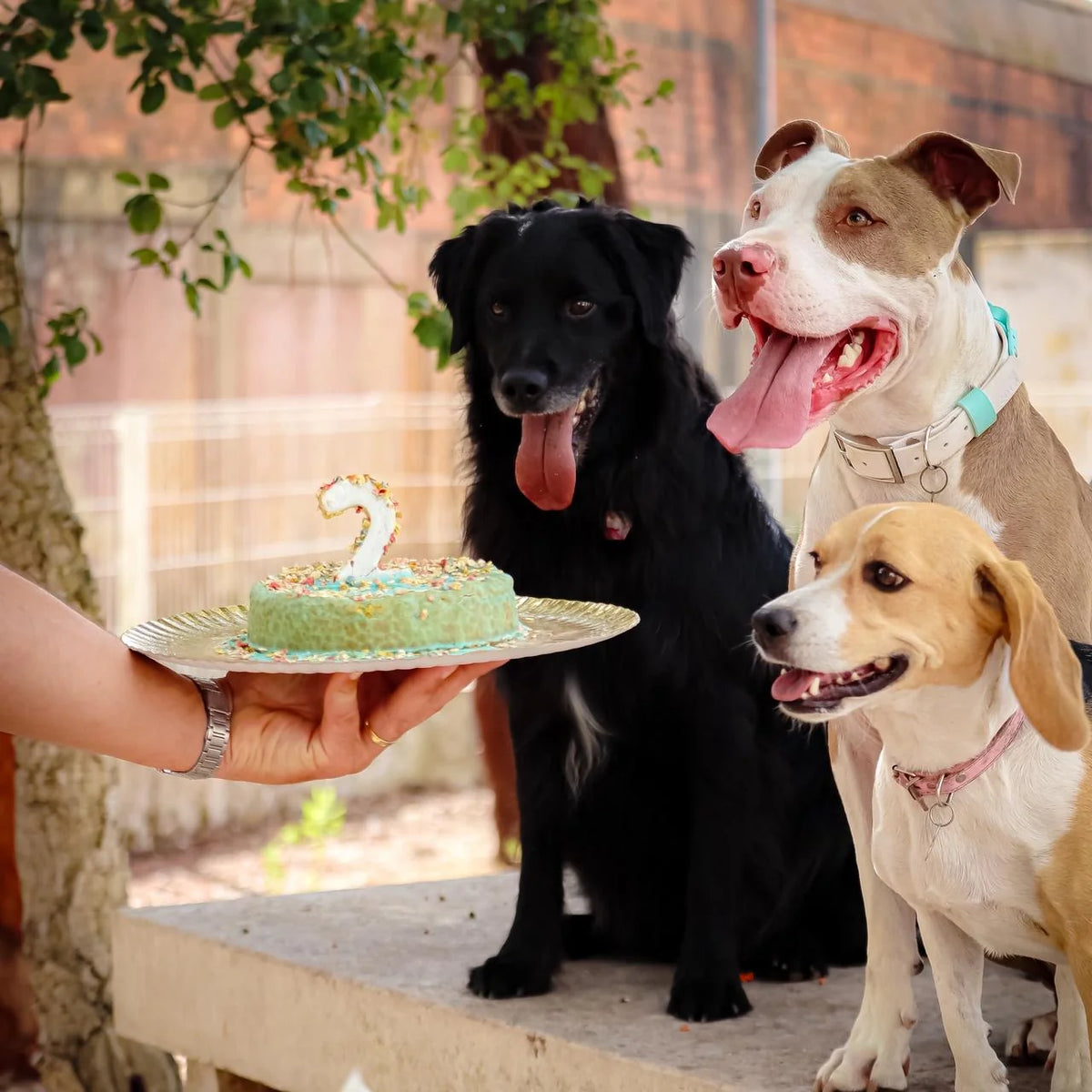 3 Hunde schauen auf grünen Hundegeburtstagskuchen mit einer 2 drauf