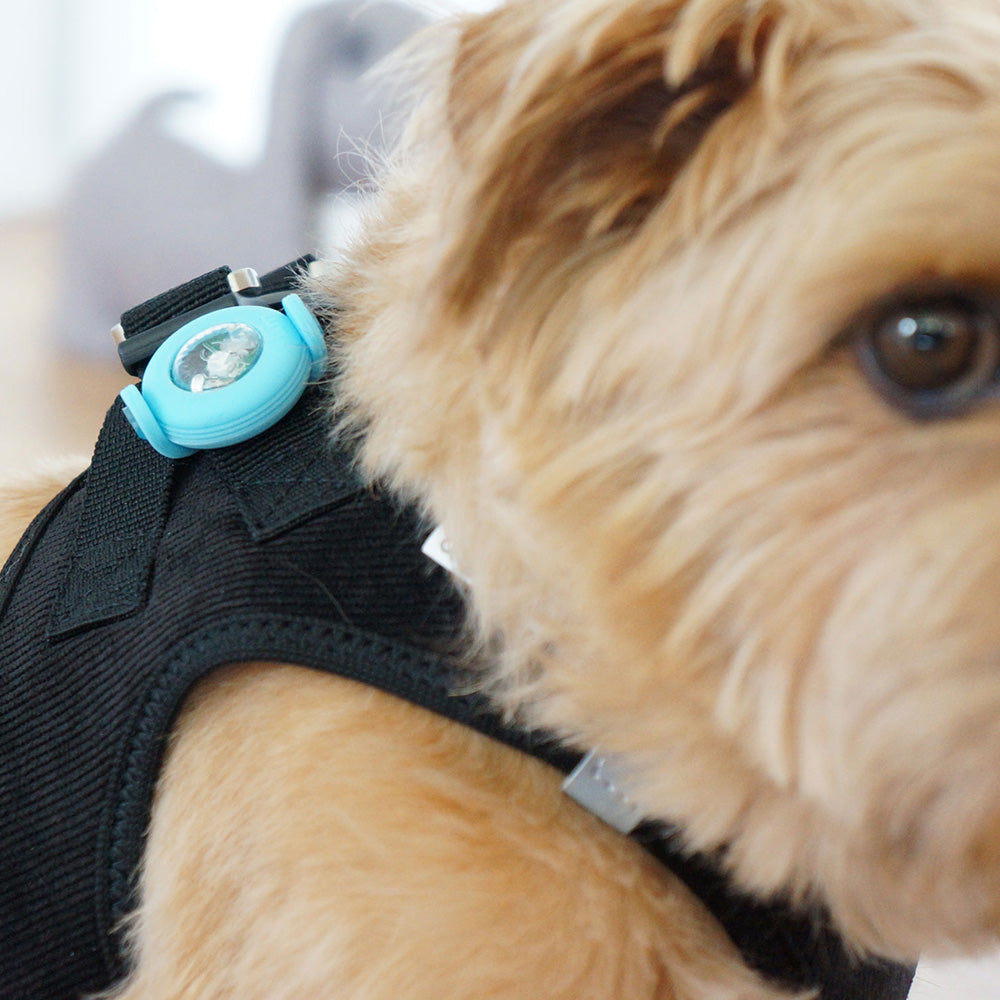 Hund mit schwarzem Geschirr und blauem  Sicherheits-LED