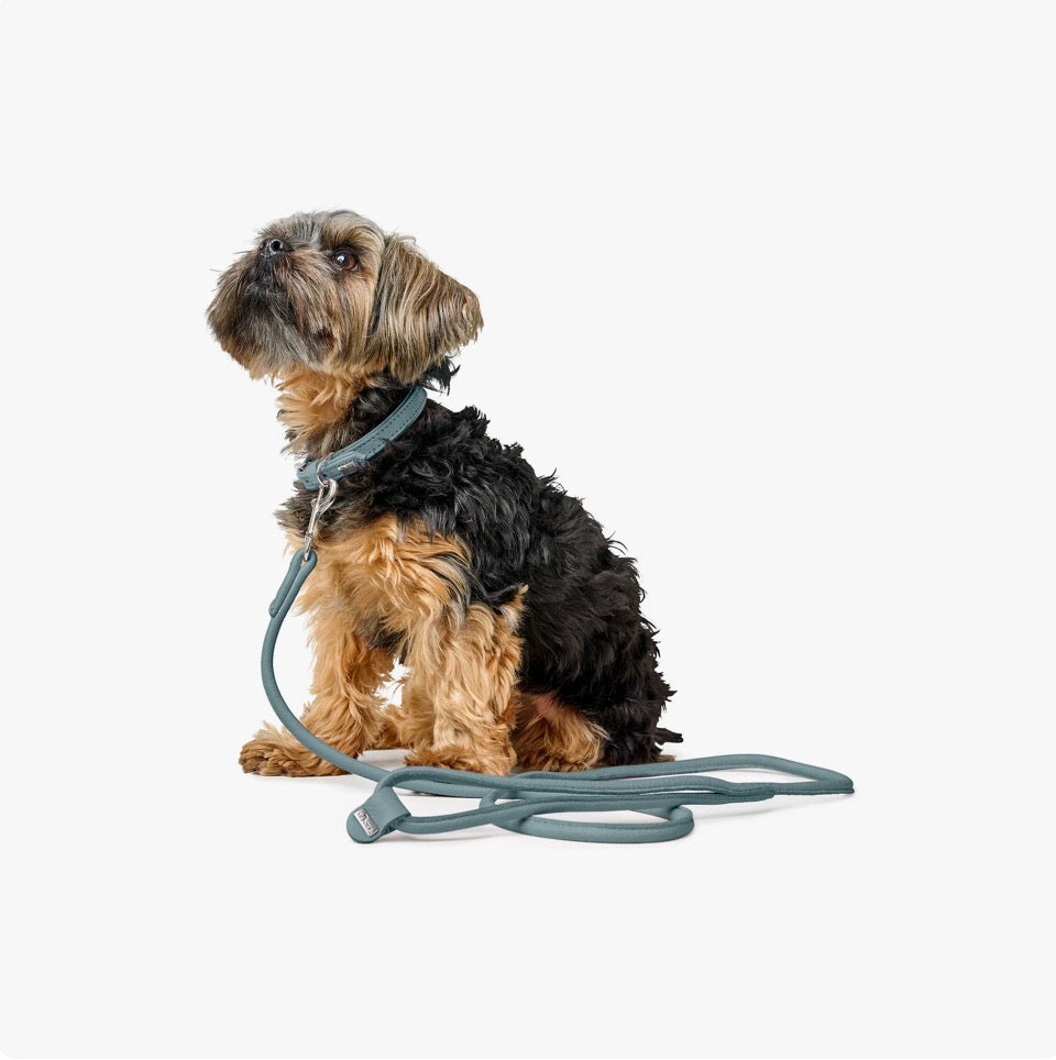 Hunter Halsband Soho Mini, schmales Lederhalsband mit hochwertiger Verarbeitung, ideal für kleine Hunde 