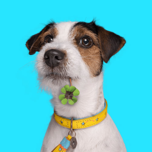 Foxterrier mit gelbem Halsband mit blauen Sternen. Hund hat Kleeblatt im Maul.