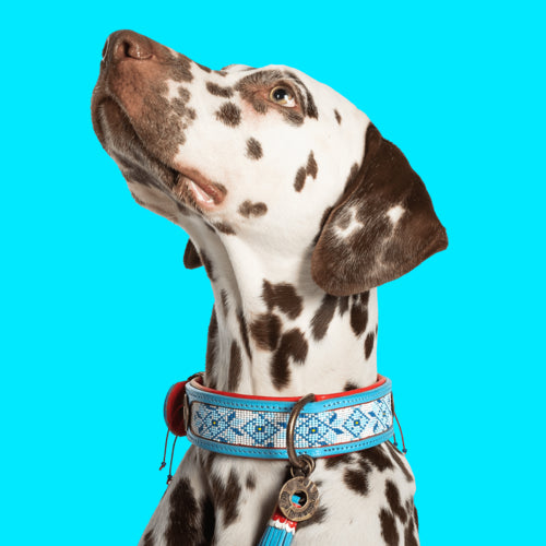 Dalmatiner mit Halsband im Delfter Muster Stil