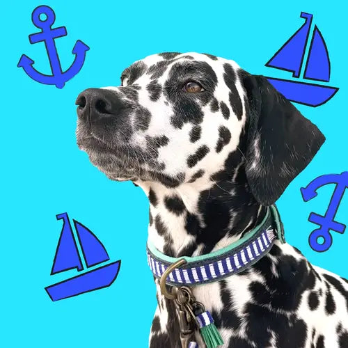 Dalmatiner mit blau-weiß gestreiftem Halsband 