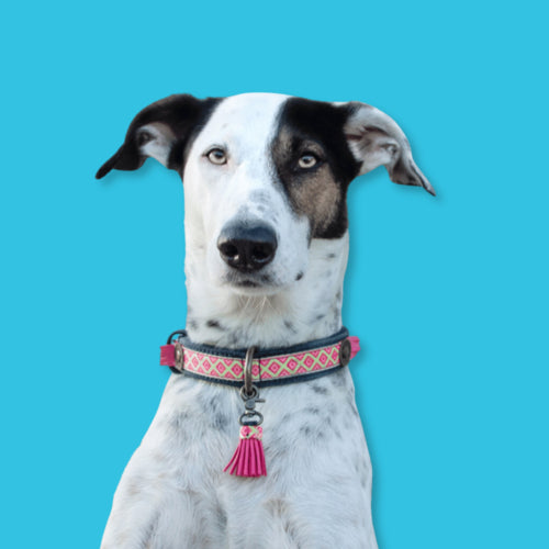 Großer weißer Hund mit rosa kariertem Halsband.