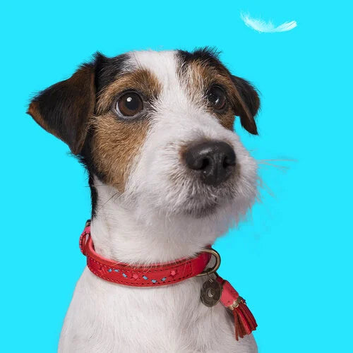 Foxterrier mit rote Halsband 