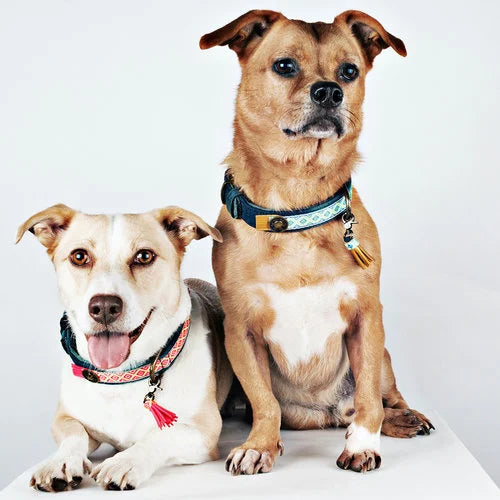 ein liegender weißer Hund mit rosa Halsband und ein sitzender brauner Hund mit grünem Halsband