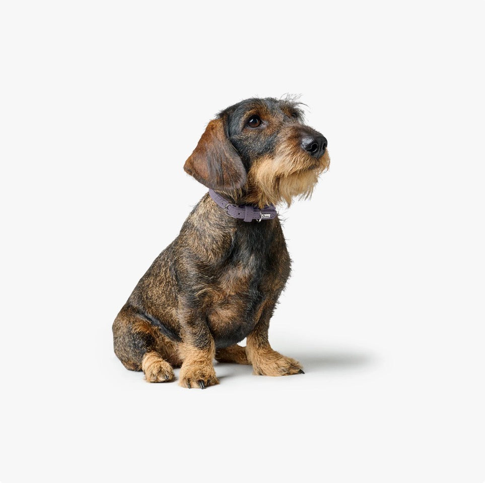 Hunter Halsband Soho Mini, schmales Lederhalsband mit hochwertiger Verarbeitung, ideal für kleine Hunde 