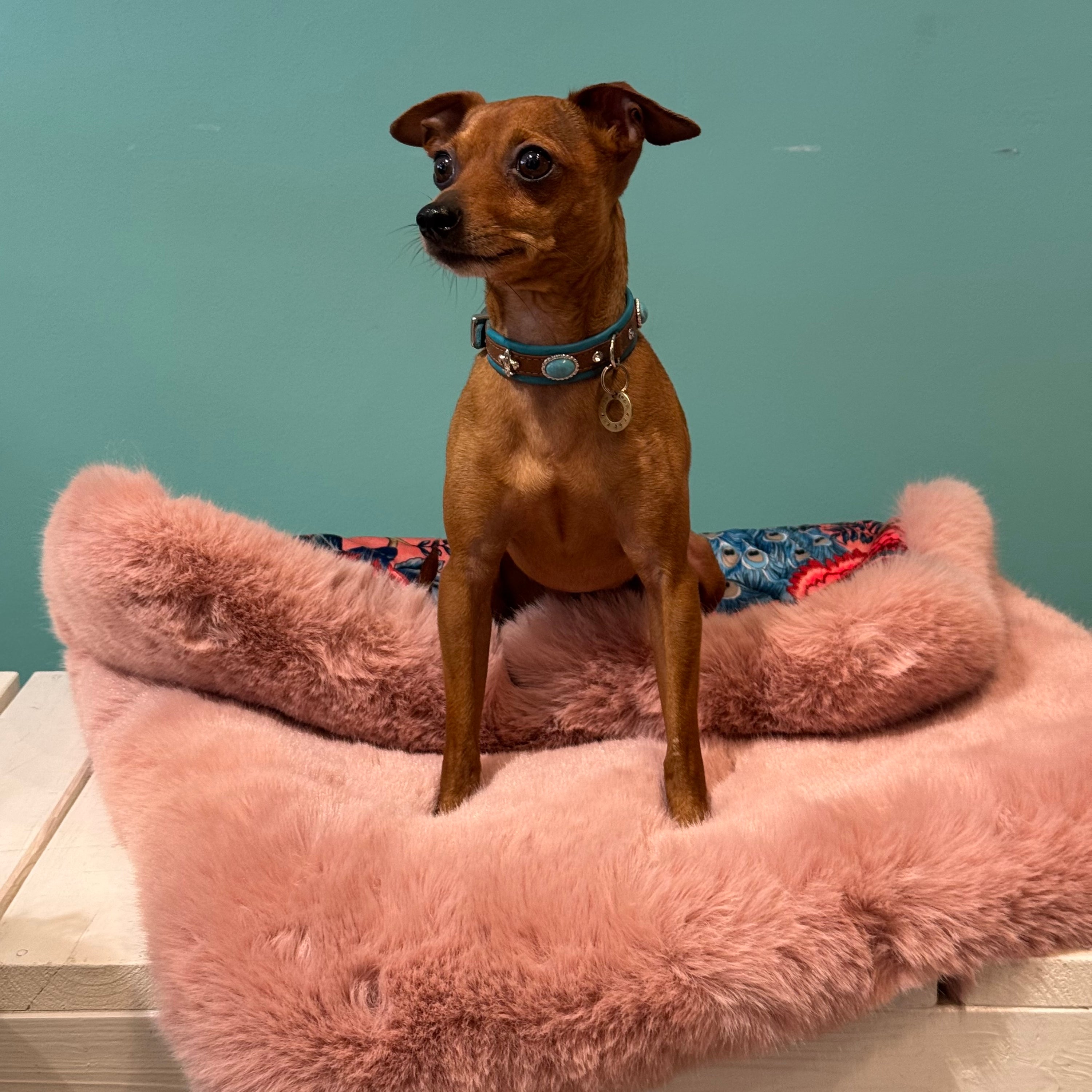 Eine Hundedecke mit Kunstfell in Rosa auf weißer Holzbank präsentiert. Ein kleiner Hund sitzt auf der Decke.
