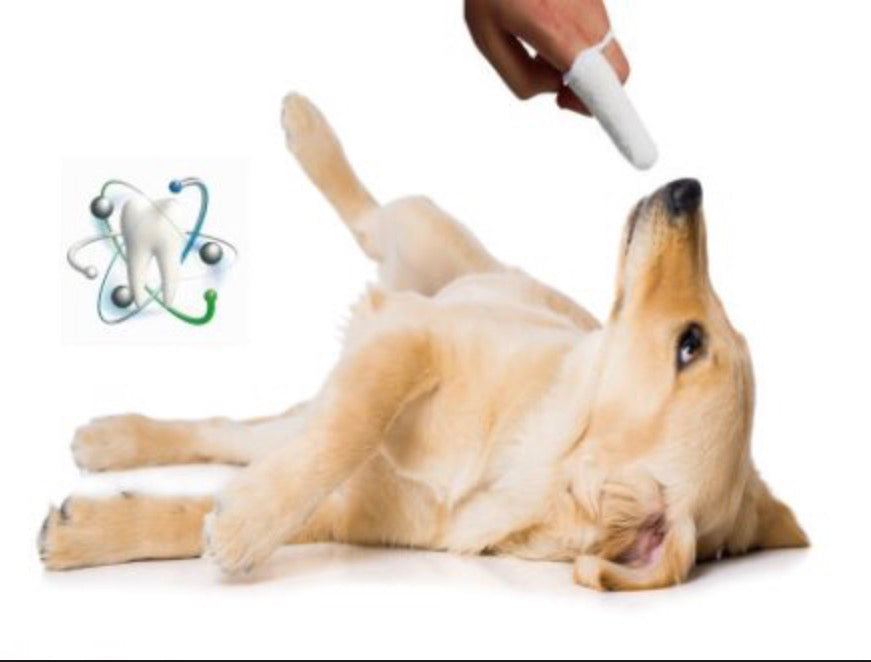 Ein liegender Hund der vom Fingerling die Zähne geputzt bekommen wird 