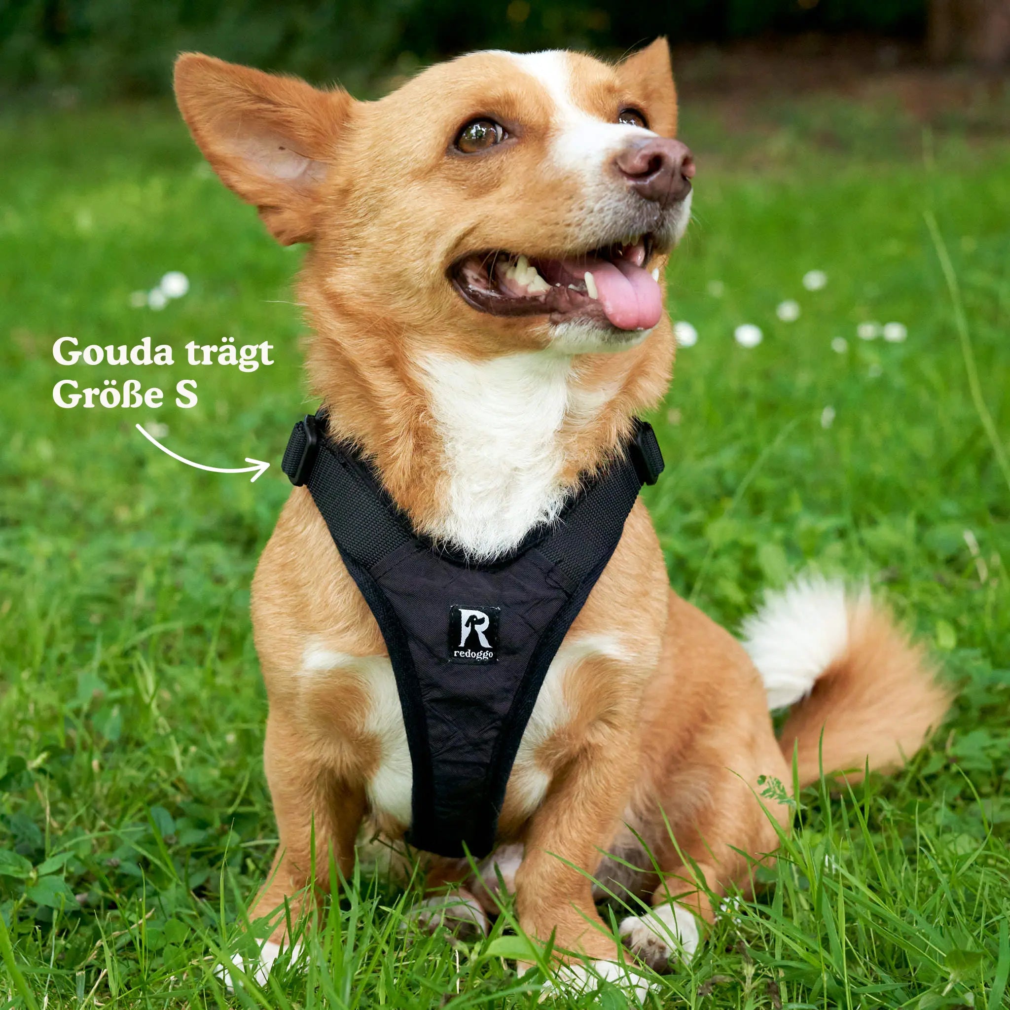 Sitzender Kleiner brauner Hund trägt Redoggo Geschirr in schwarz in Größe S. Aufnahme von vorn