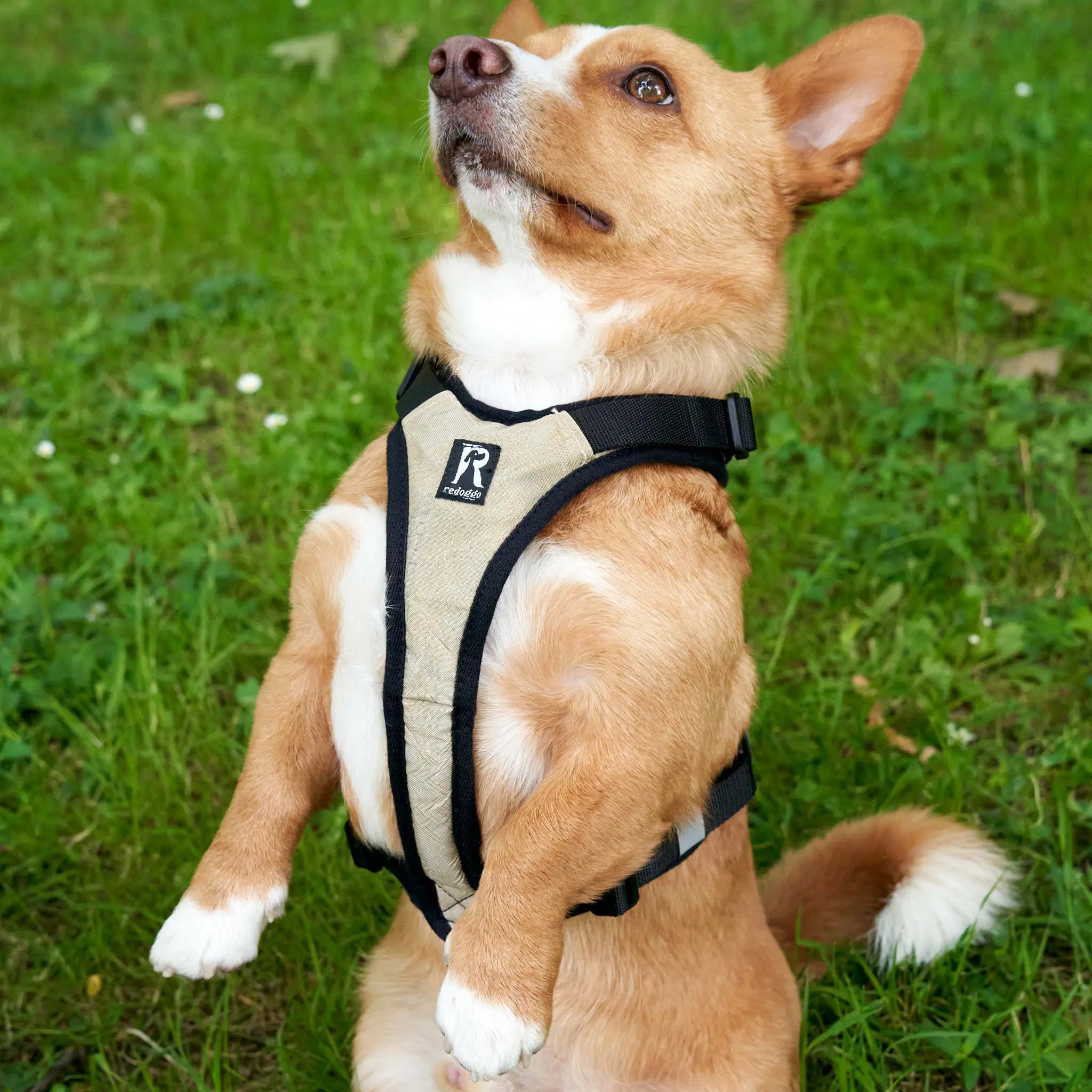 Kleiner brauner Hund macht Männchen und trägt Beiges Redoggo Geschirr