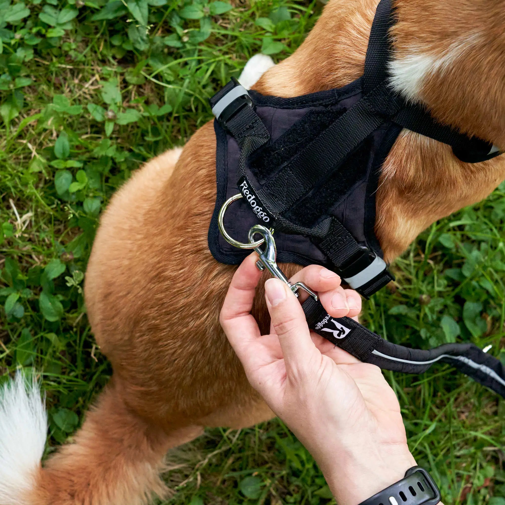 Nahaufnahme wie man eine Leine an ein Redoggo Geschirr macht. 
