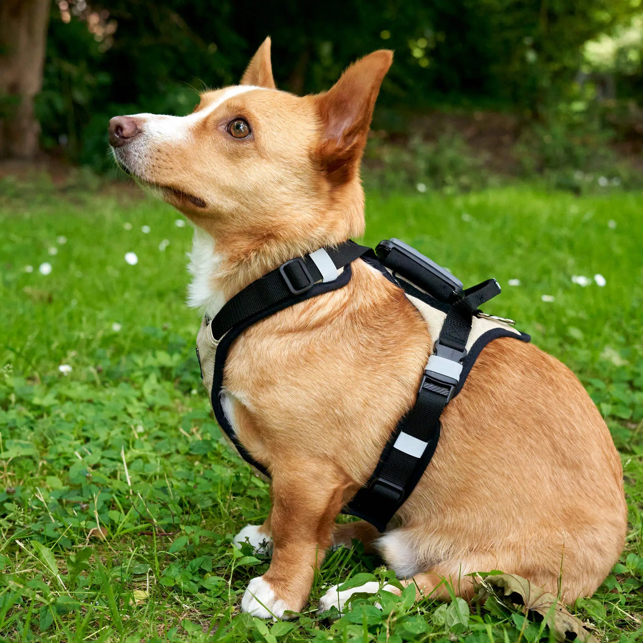 Seitenansicht kleiner Brauner Hund mit Redoggo Geschirr und TAG auf dem Rücken