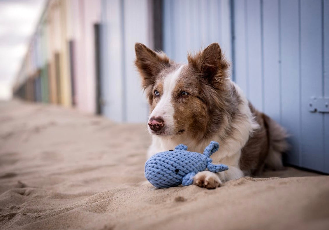 Ein Hund am Strand mit Laboni Captain Splash Hundespielzeug aus Baumwolle 