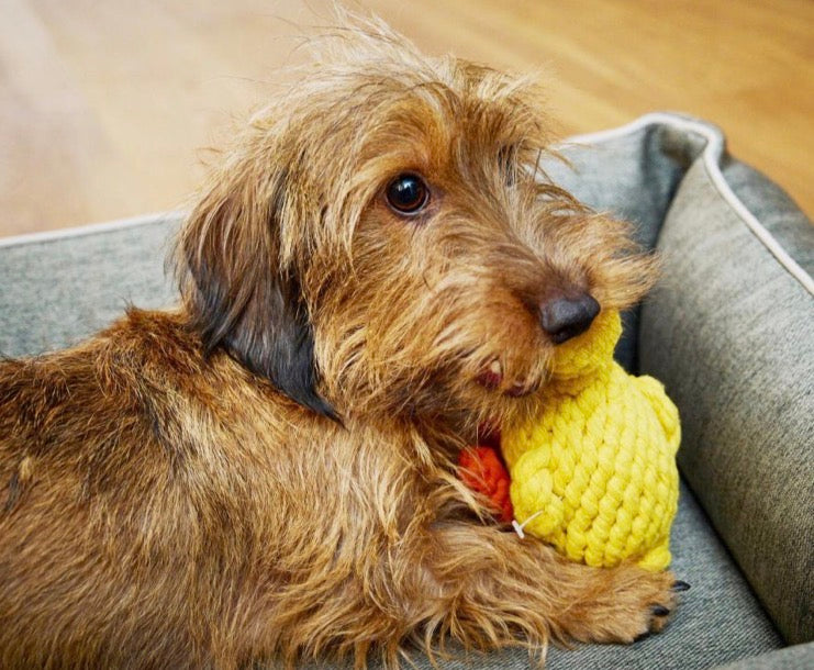 In einem Hundebett liegt ein Hund mit einer Spielzeug Ente im Maul 