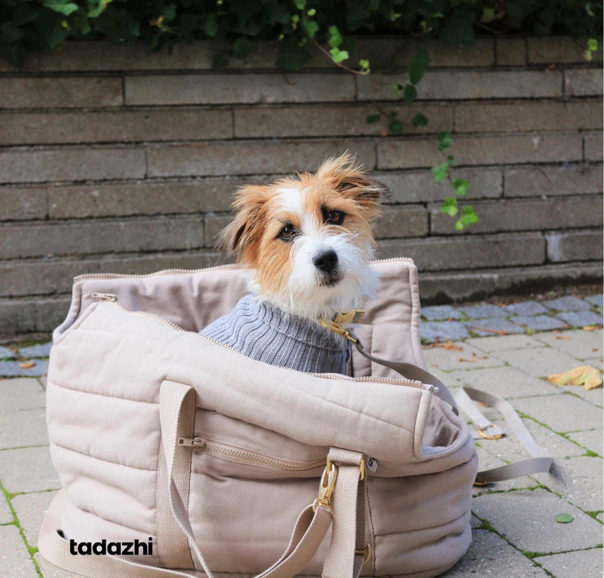 Ein Hund in der der Hundetasche 