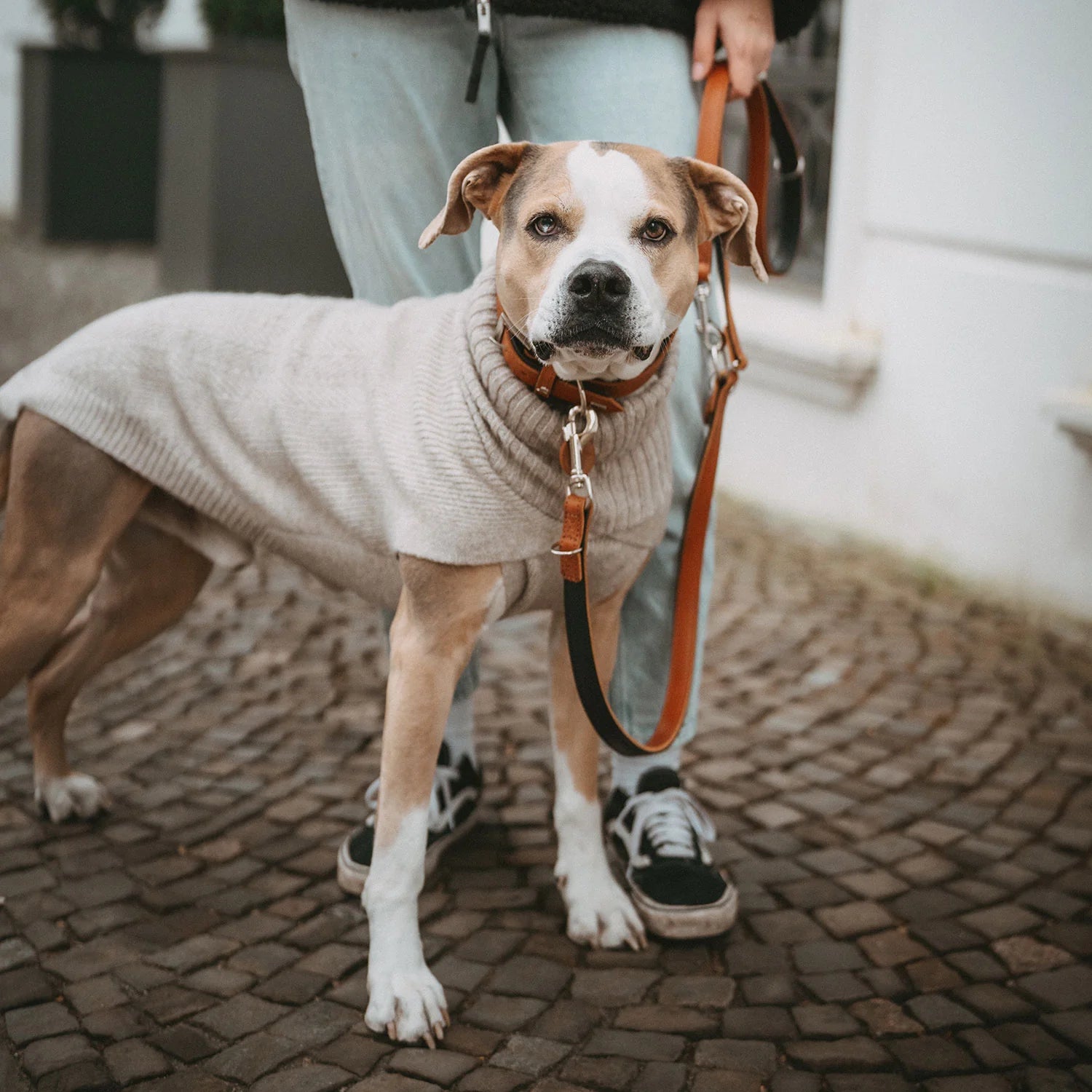 Mittelgroßer Hund mit Hunter Pullover Genf in beige