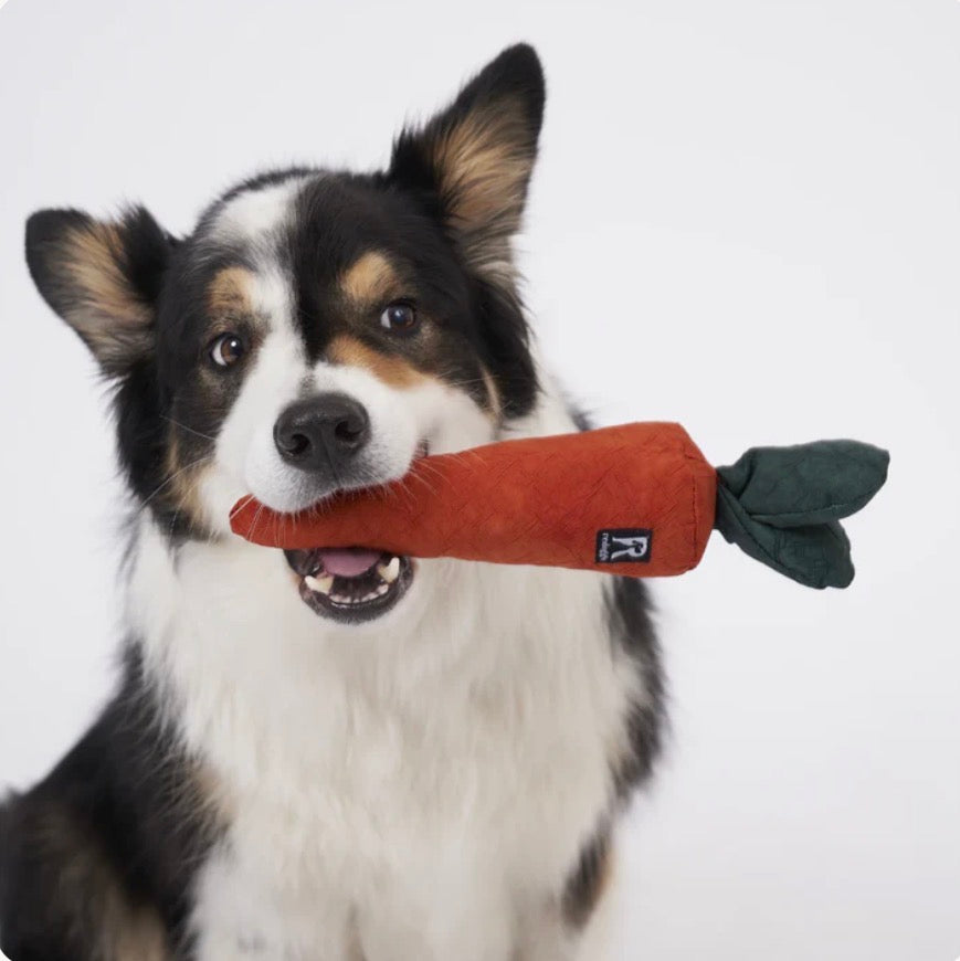 Ein Hund mit der Redoggo Karotte Hundespielzeug im Maul 