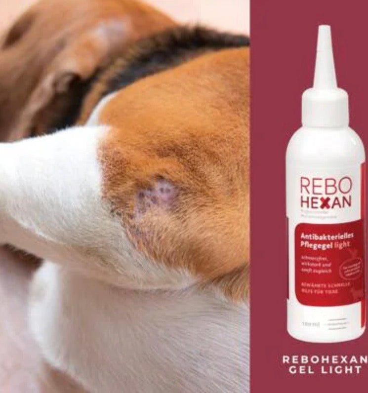 Hund mit Verletzung und ReboHexan Gel light 