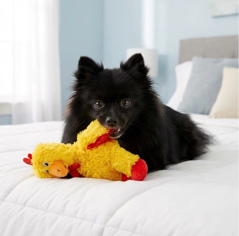 Ein schwarzer Hund auf dem Bett  mit dem KONG Knots Huhn