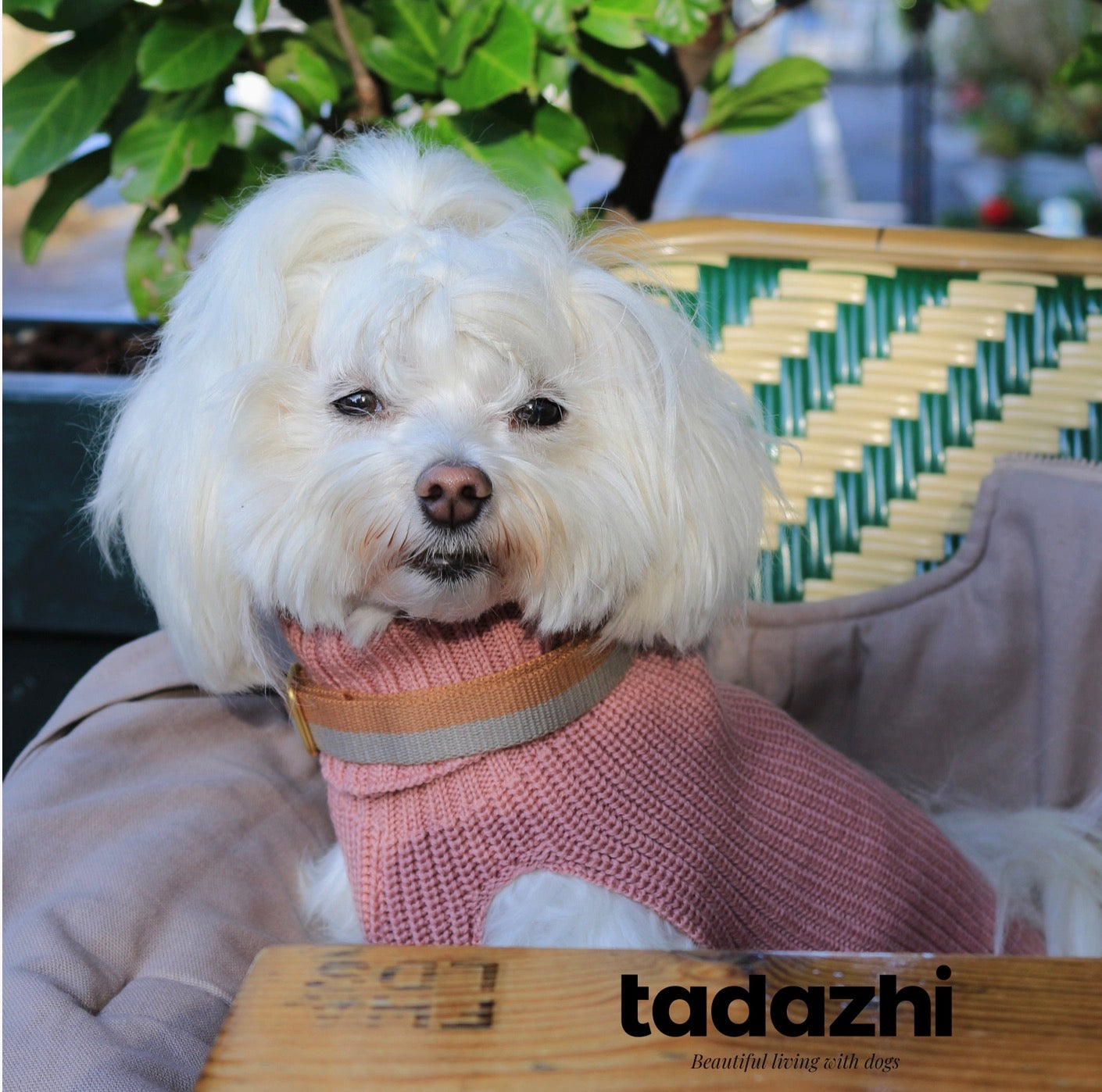 Einen Hund mit dem Tadazhi Hundepullover in Rosa 
