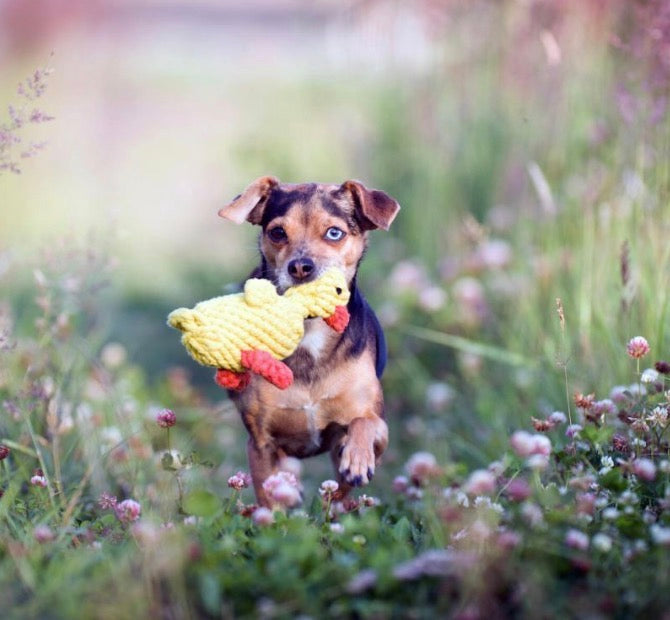Laufender Hund mit einer Spielzeug Ente im Maul