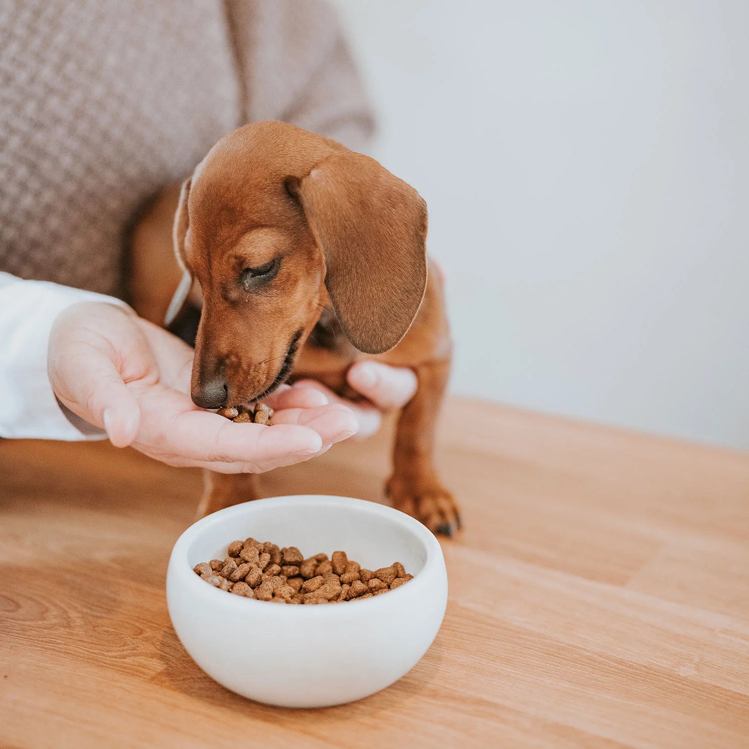 Dackel frisst aus Hand, die über einen Hundenapf gehalten wird
