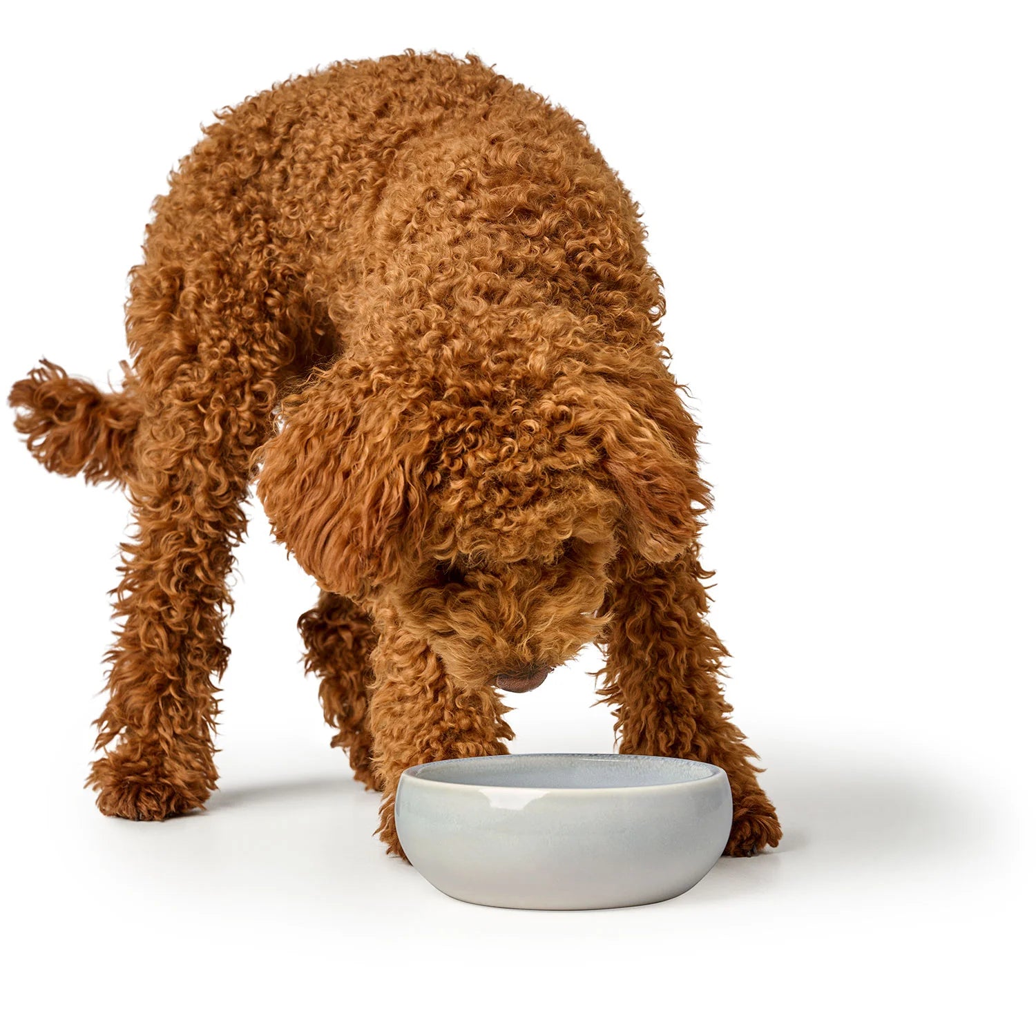 Brauner Pudel frisst aus grauem Hundenapf