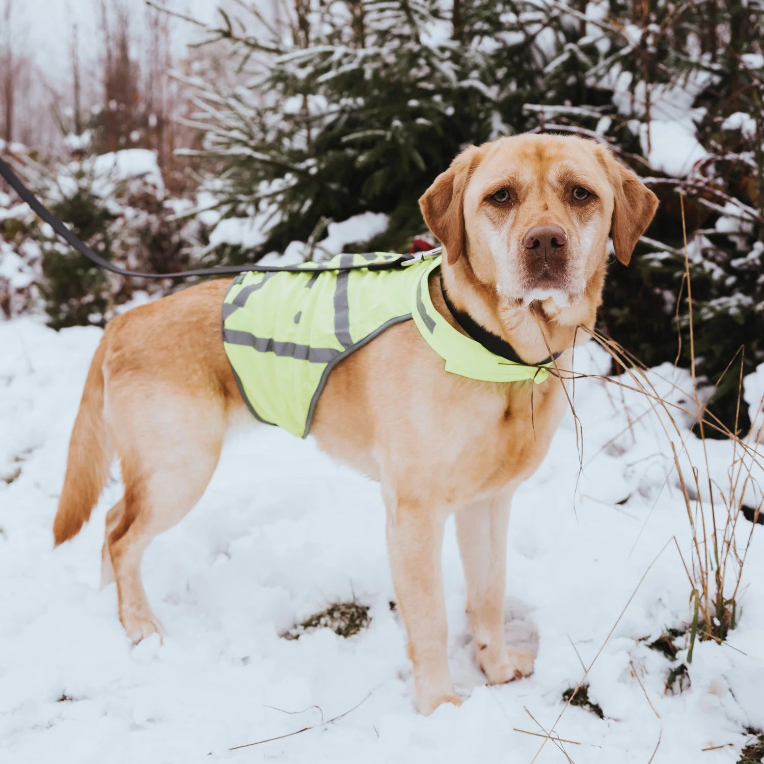 Hund mit neongelber reflektierender Sicherheitsweste steht im Schnee.
