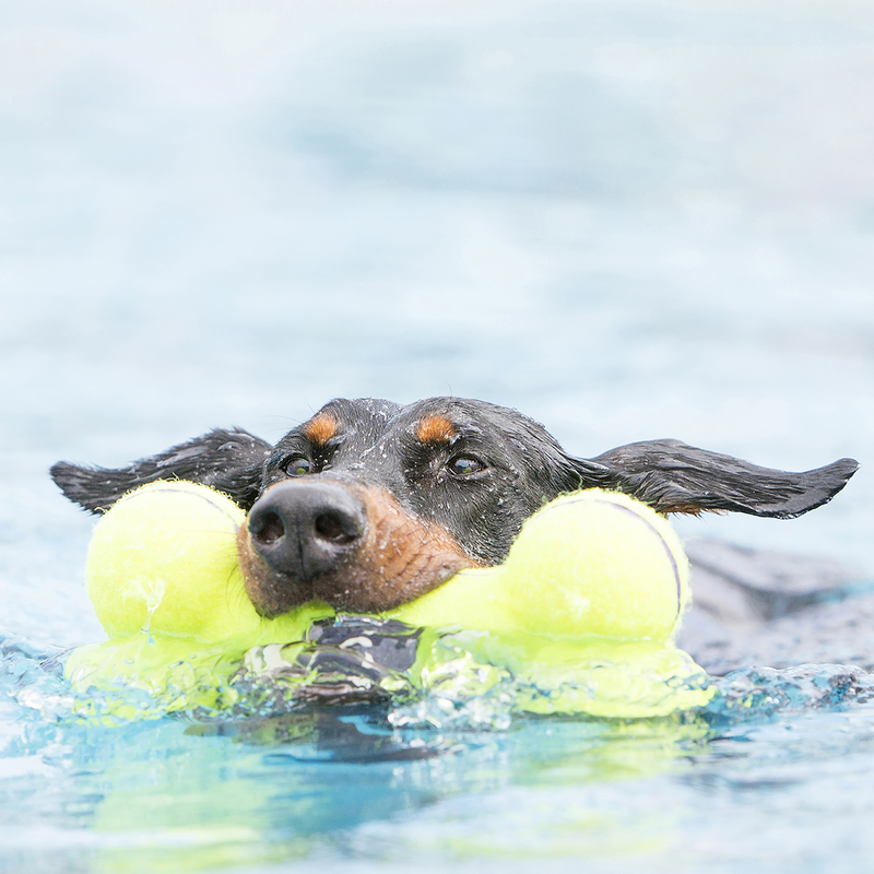 Hund schwimmt im Wasser und transportiert einen AirDOG Bone im Maul