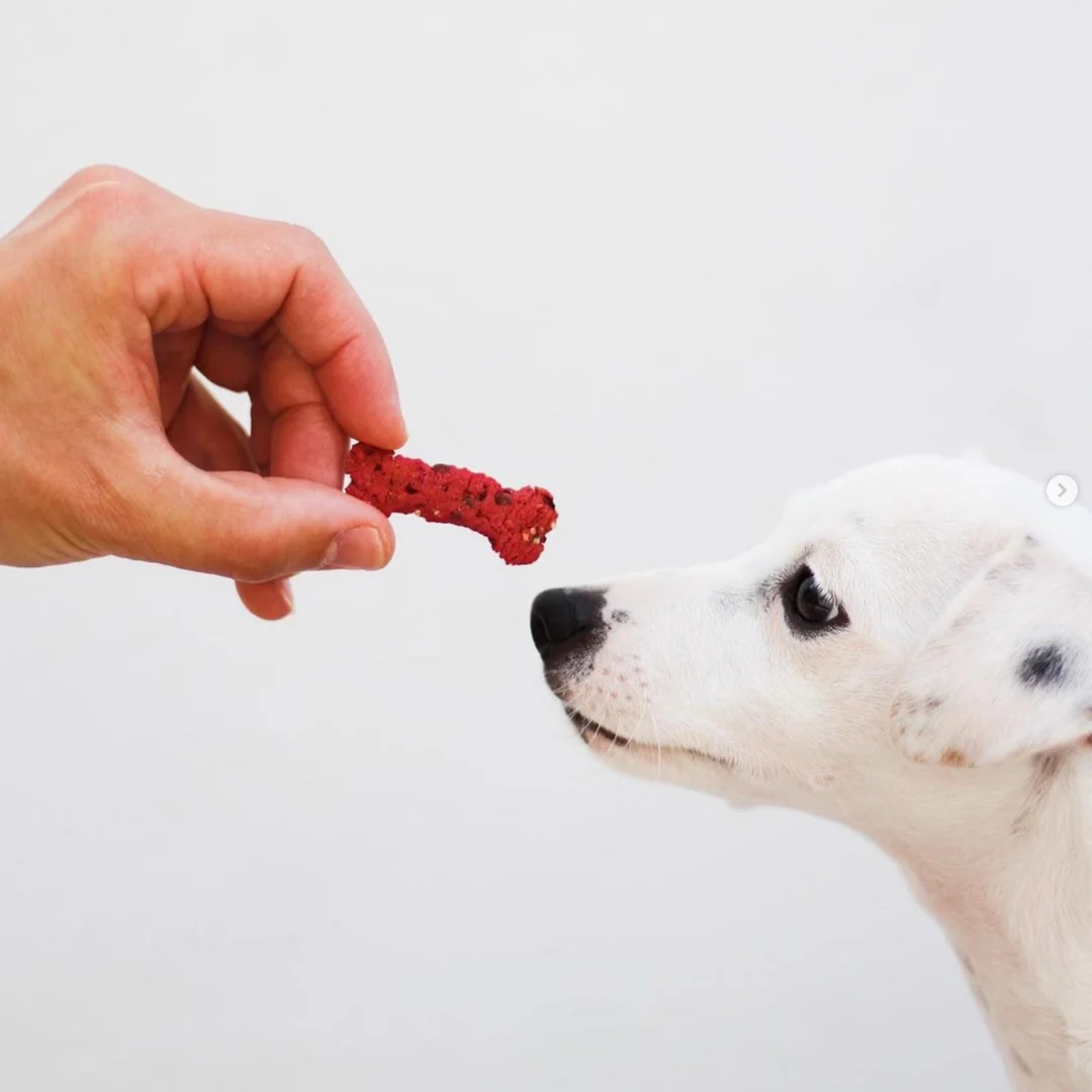 weißer Hund schnuppert an rotem Hundkeks