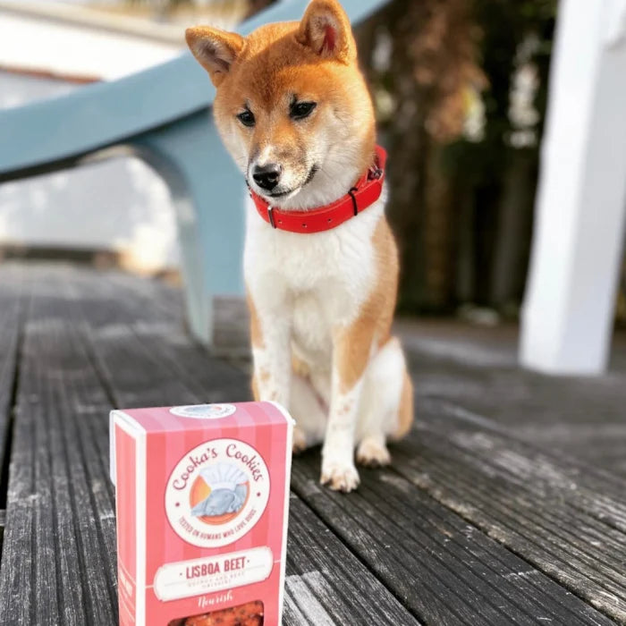 Hund schaut auf Tüte mit Hundekeksen Lisboa Beet