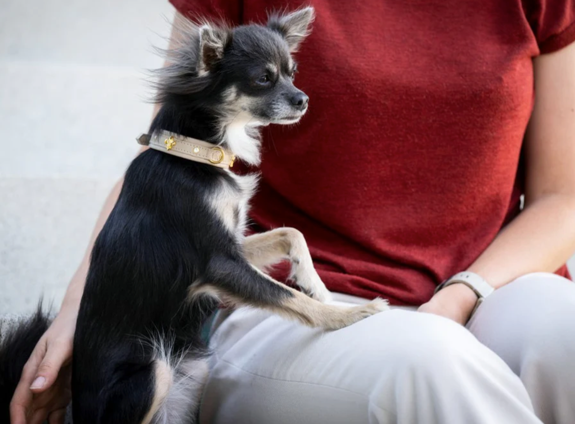 Kleiner Hund mit edlem beige-goldenem Lederhalsband sitzt auf dem Schoß einer Person in rotem Oberteil
