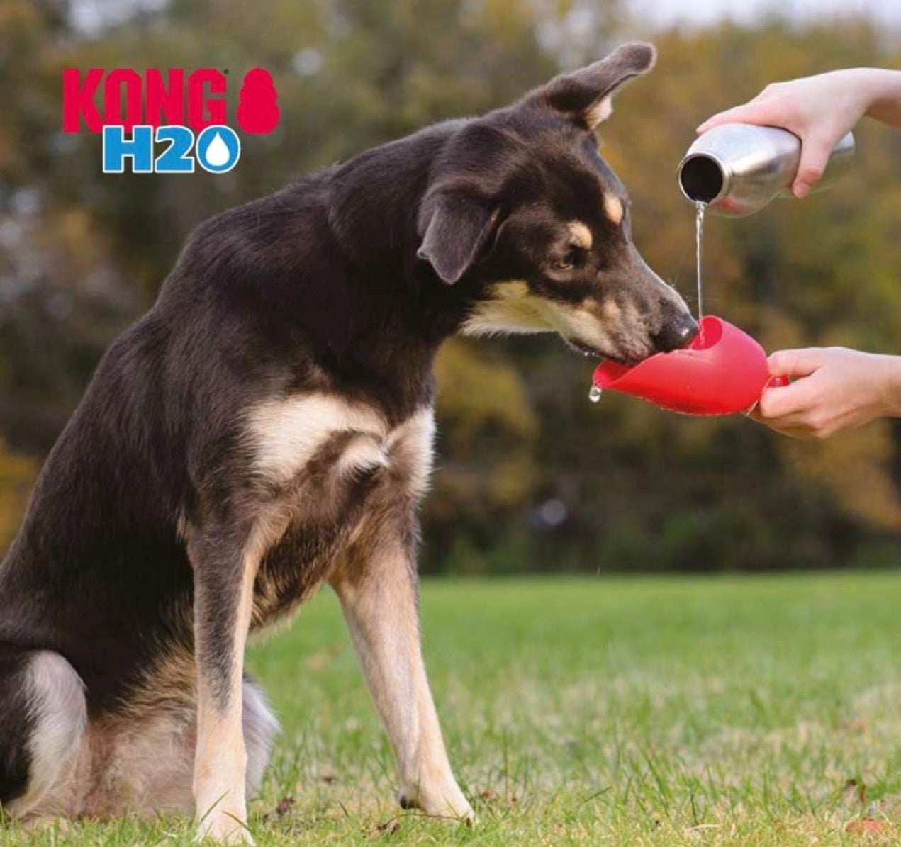 Ein Bild mit einem Hund, welches von der Wasserflasche von der Firma Kong trinkt 