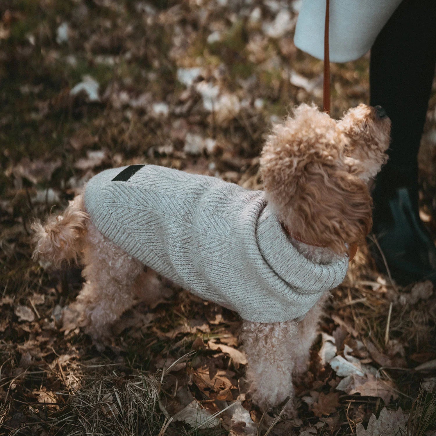 Kleiner Pudel  mit Hunter Pullover Genf in beige