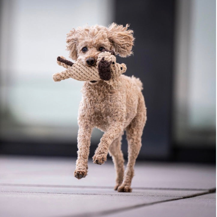 Einen laufenden Pudel der einen Hundespielzeug als Hund im Maul hat