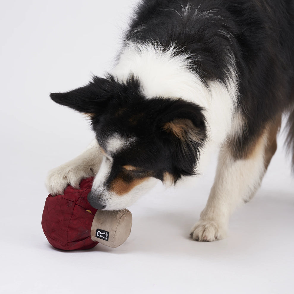 Mittelgroßer Hund spielt mit Redoggo Hundespielzeug Pilz 
